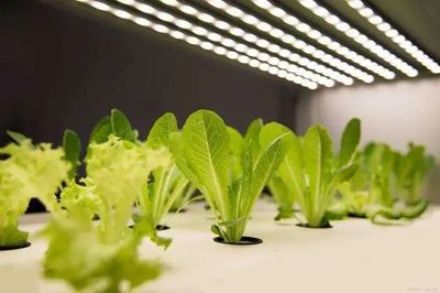 【聚焦新賽道】&ldquo;植物工廠&rdquo;在未來將成為中國(guó)農(nóng)業(yè)的新形態(tài)