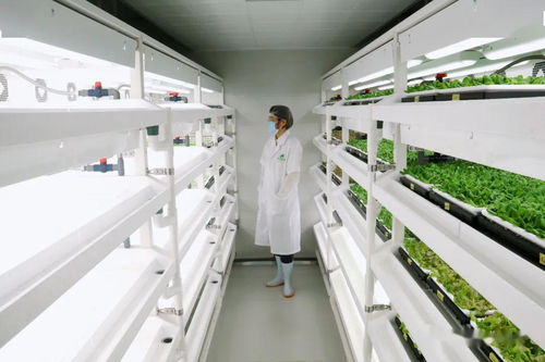 世界領先 揭秘廣州從化這家植物工廠的那些高科技